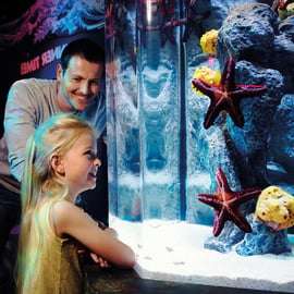 Bilhete combinado SEA LIFE e London Eye em Londres