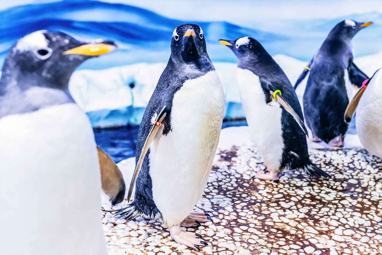 Londres: SEA LIFE Ticket de entrada