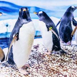 Londres: SEA LIFE Ticket de entrada