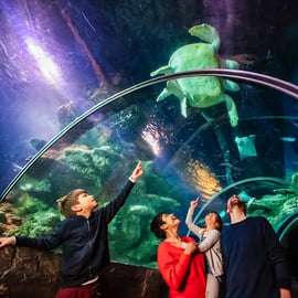 Londres: SEA LIFE Ticket de entrada