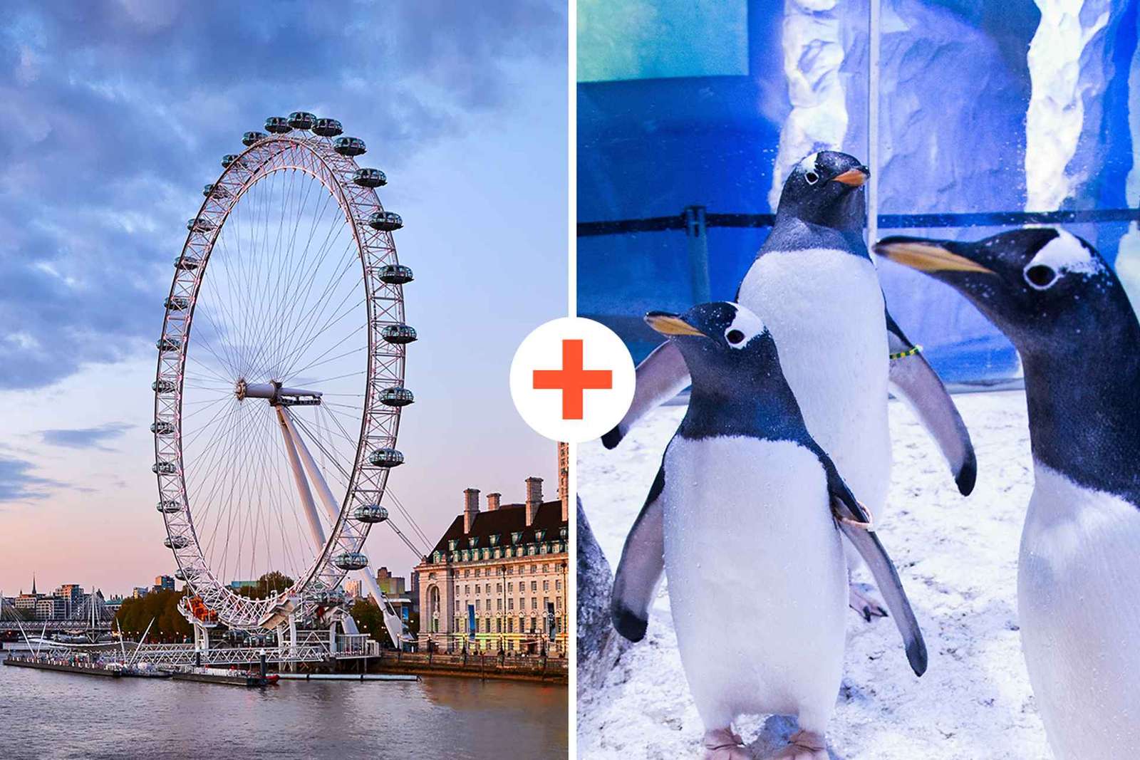 Bilhete combinado SEA LIFE e London Eye em Londres