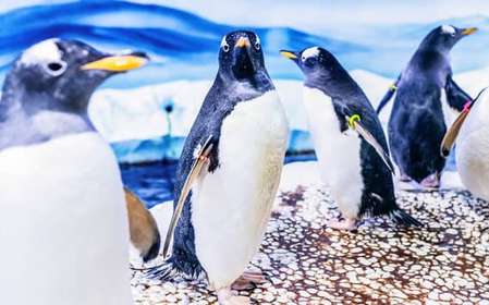 London: SEA LIFE inträdesbiljett