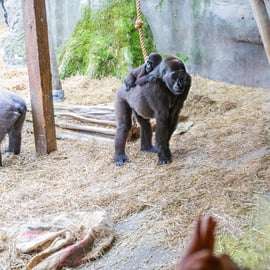 Chessington World of Adventures: Park Entry Ticket