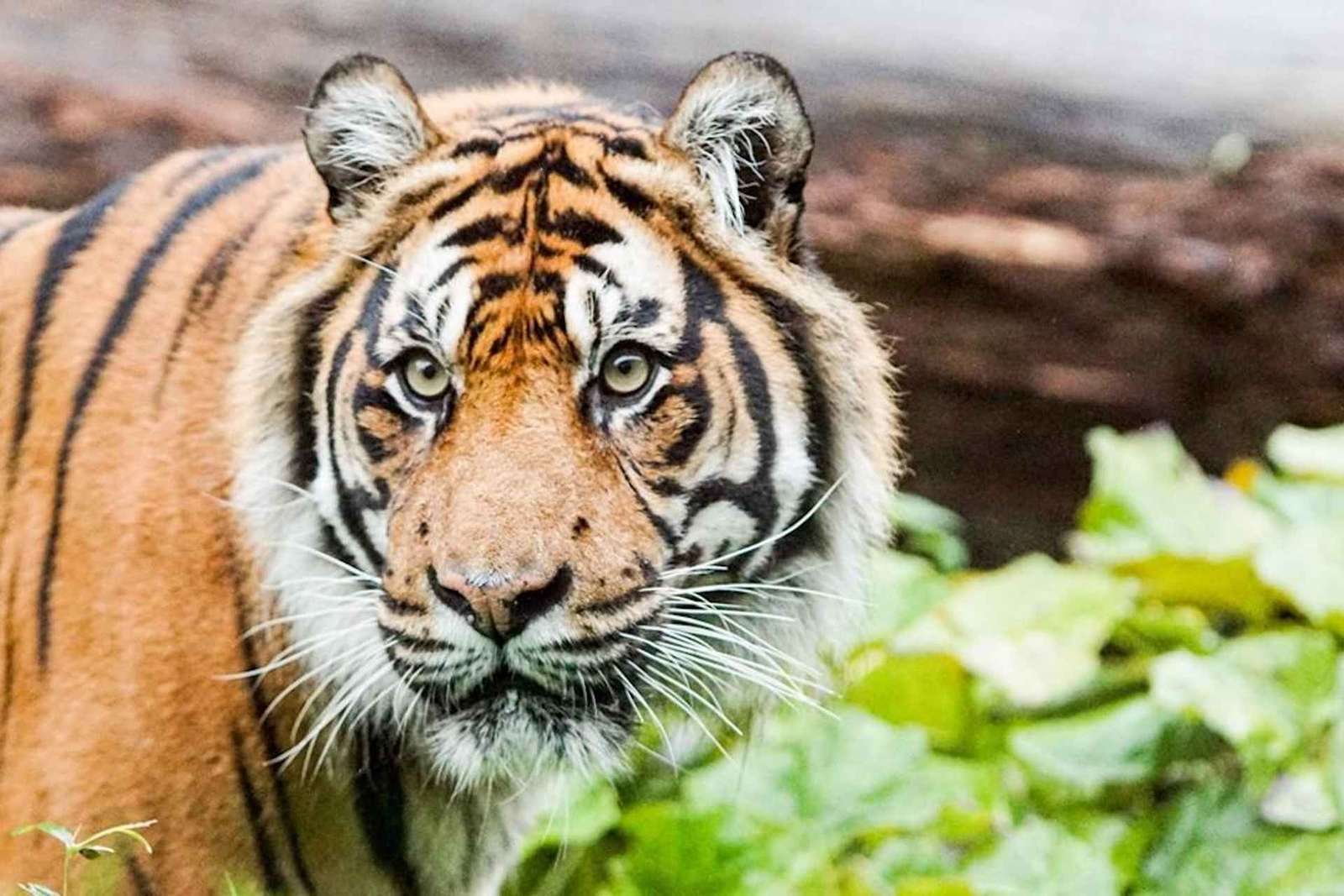 Zoo de Londres : billet d'entrée