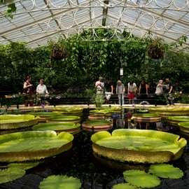 Londres: Ingresso para o Kew Gardens
