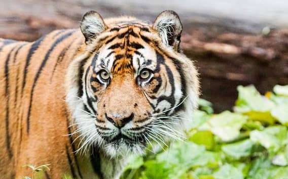 Zoo di Londra: Biglietto d'ingresso